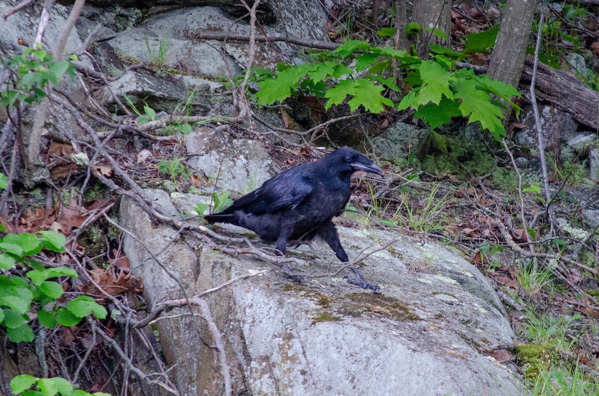 Common Raven - Alison Robey