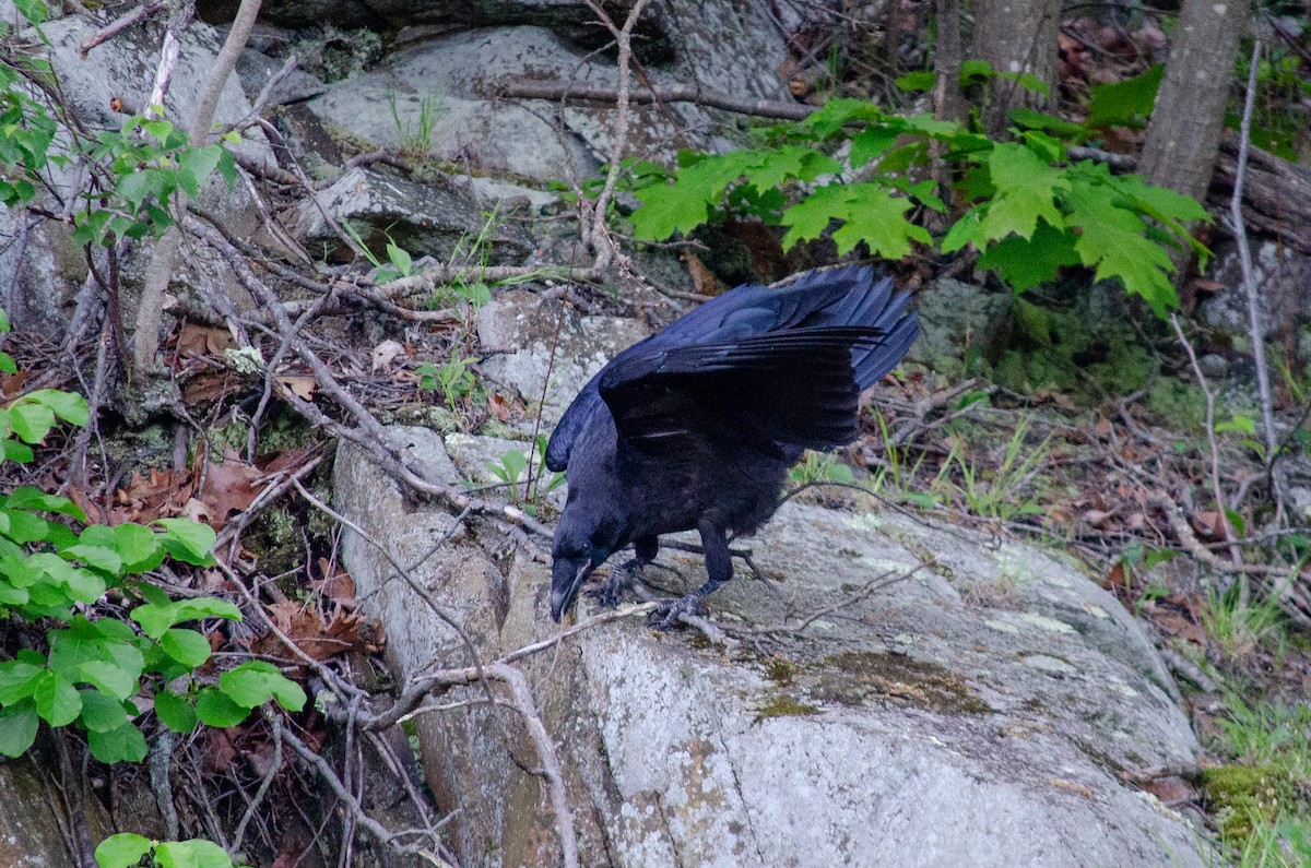 Common Raven - Alison Robey