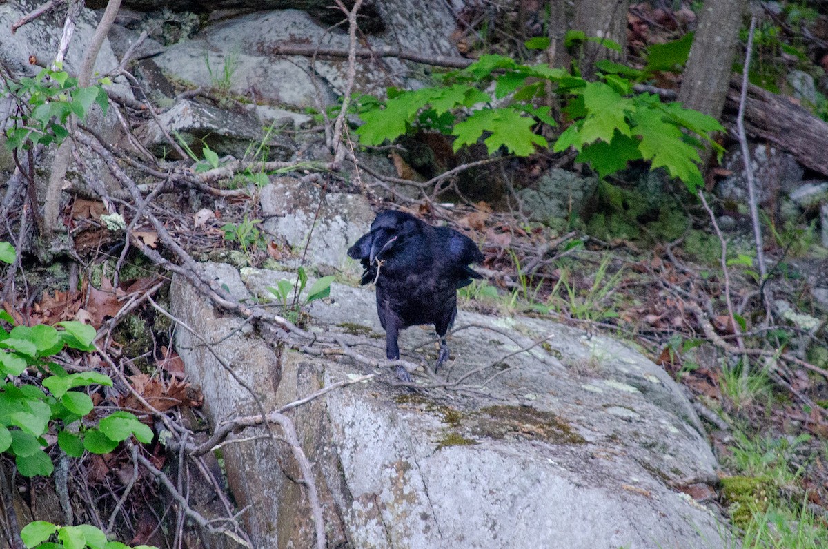 Common Raven - Alison Robey