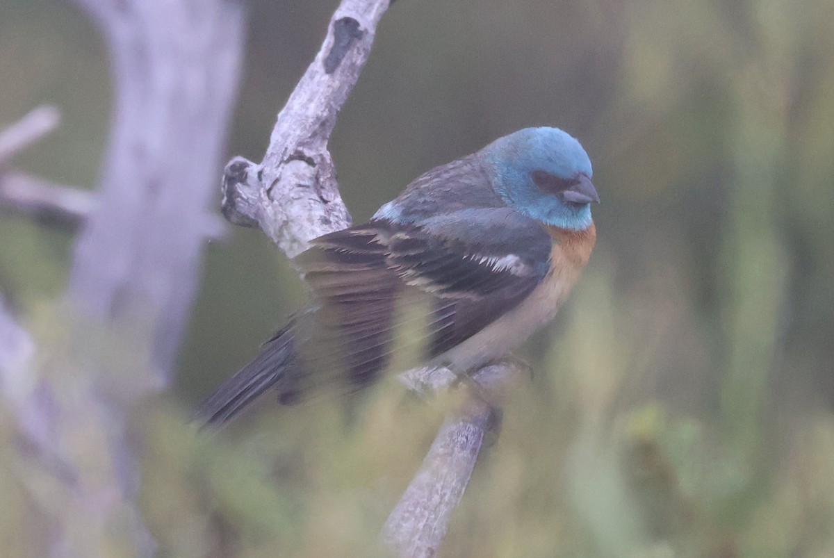 Lazuli Bunting - Elias McKown