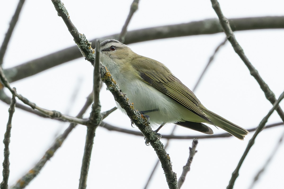 Red-eyed Vireo - Kyle Blaney