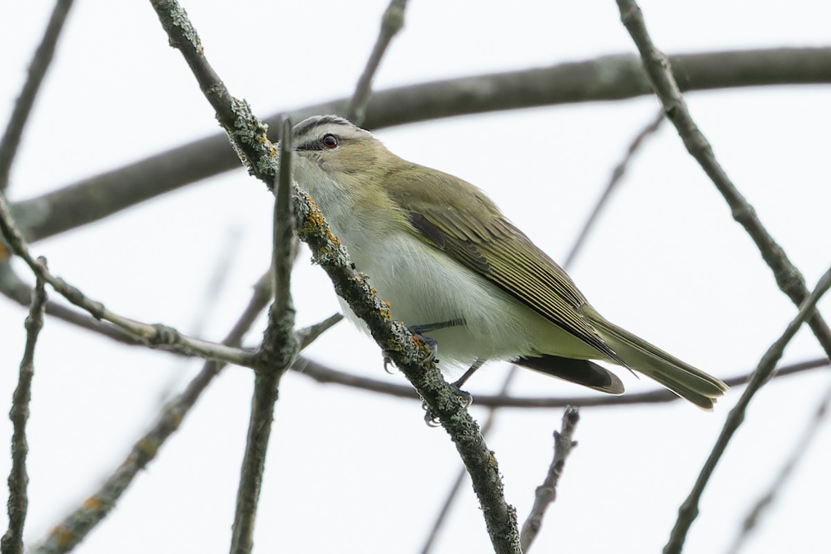 Red-eyed Vireo - ML619569486