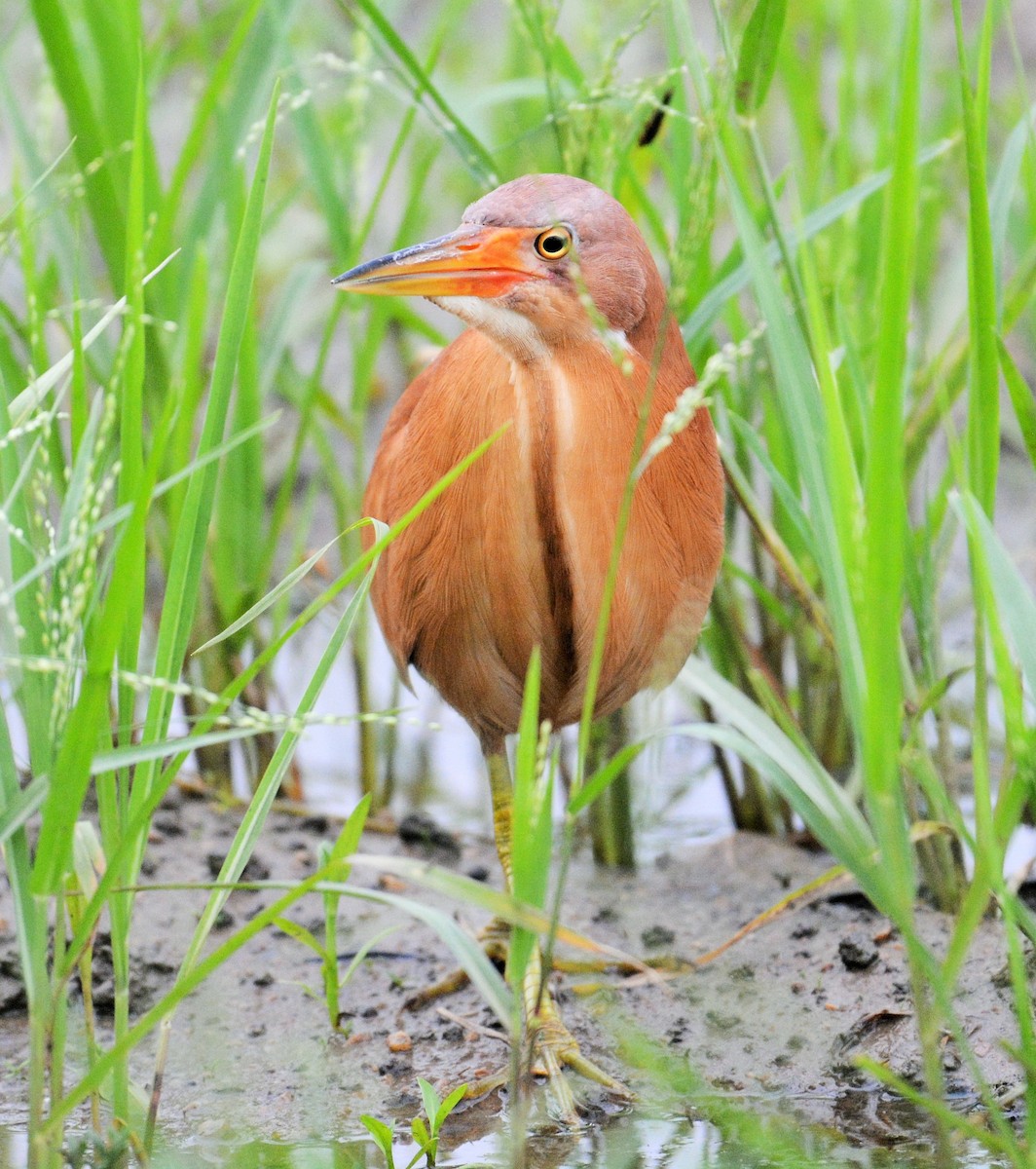 Cinnamon Bittern - chaitanya maringanti