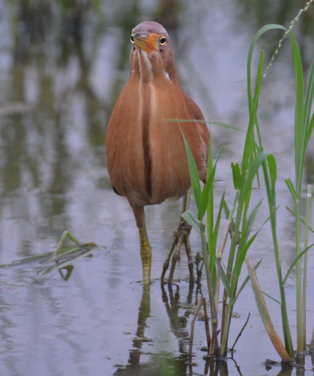 Cinnamon Bittern - chaitanya maringanti