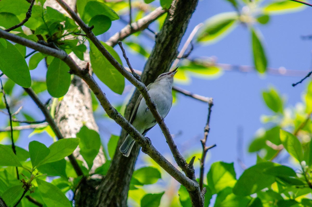 Red-eyed Vireo - Alison Robey