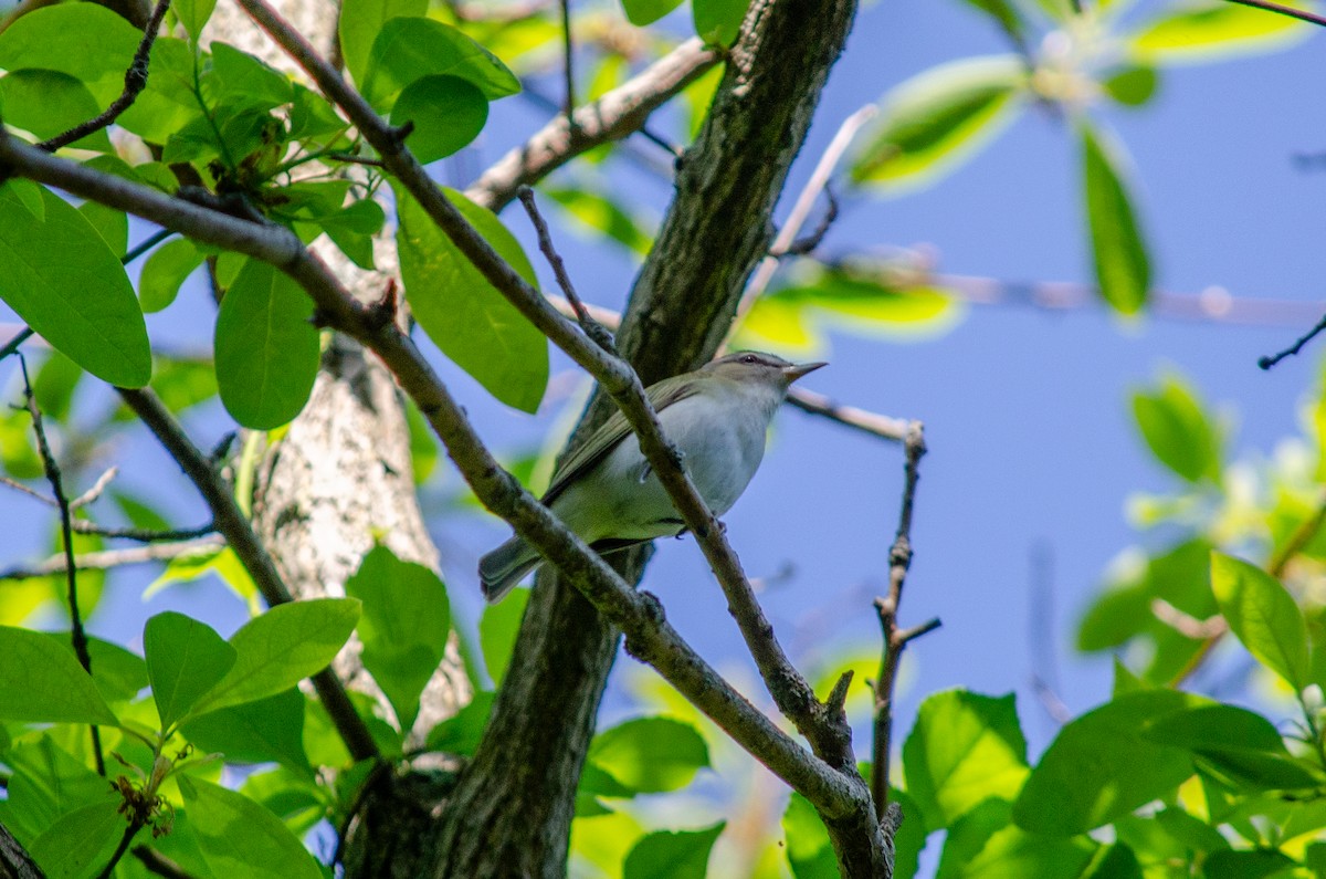 Red-eyed Vireo - Alison Robey