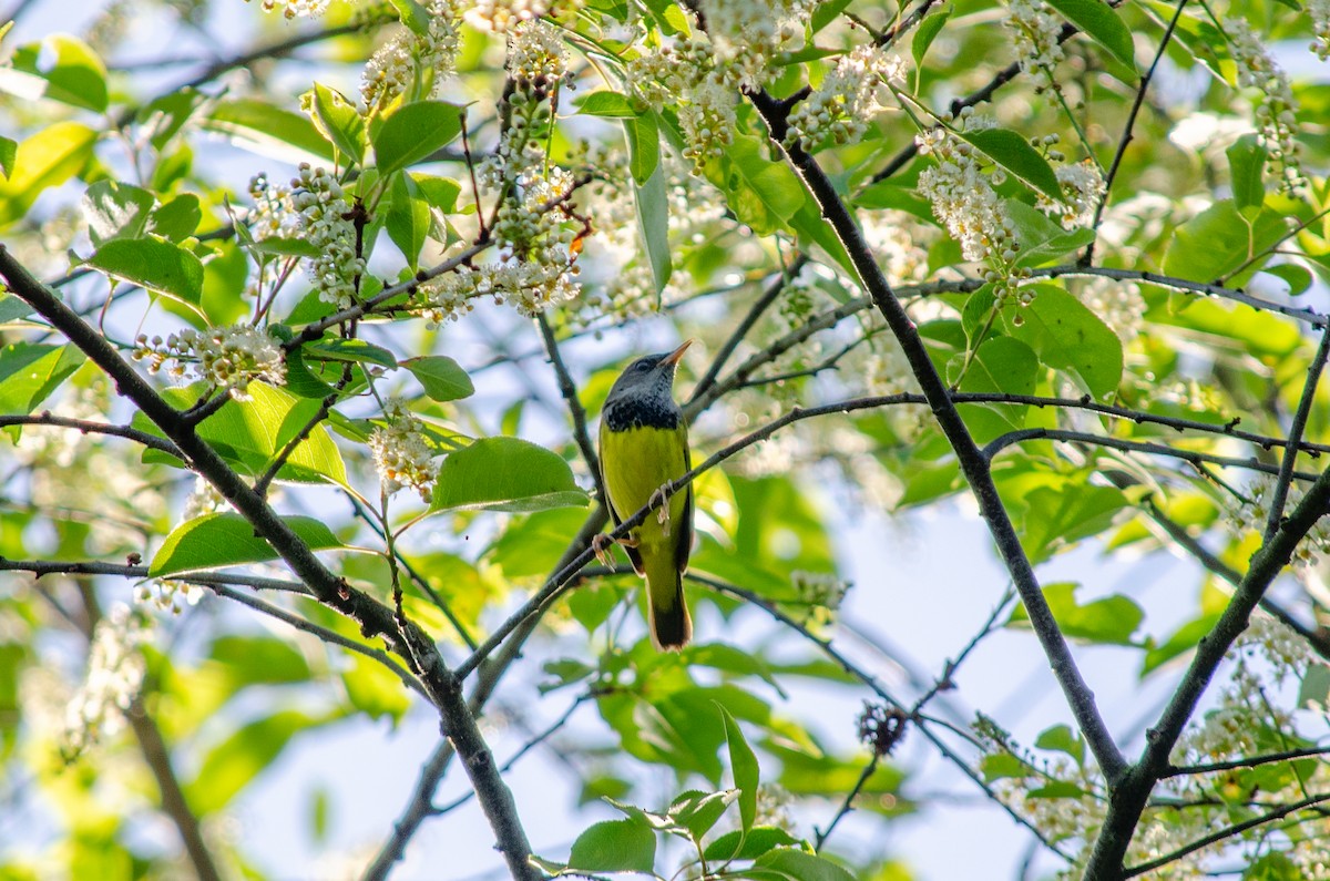 Mourning Warbler - Alison Robey