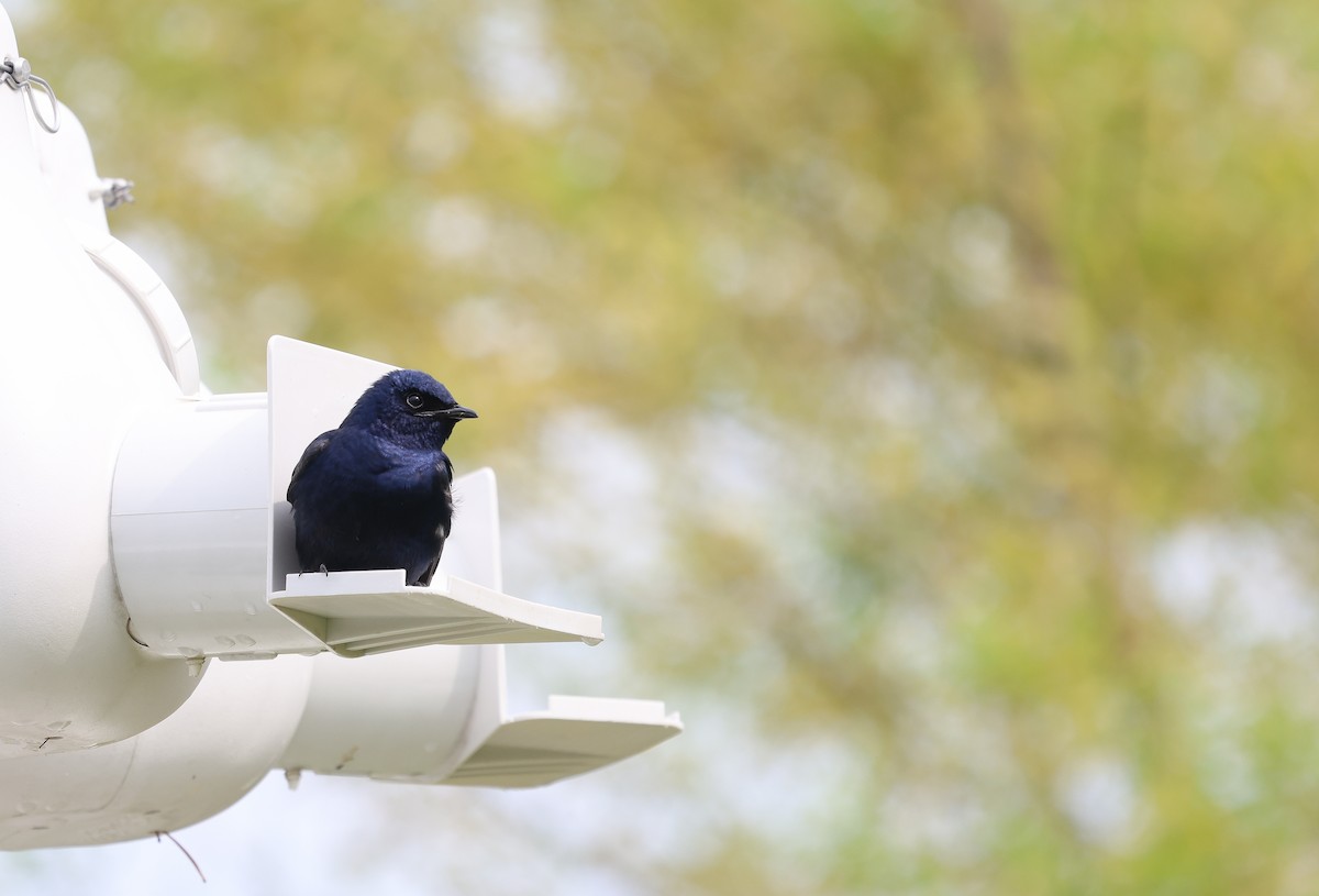 Purple Martin - ML619569501