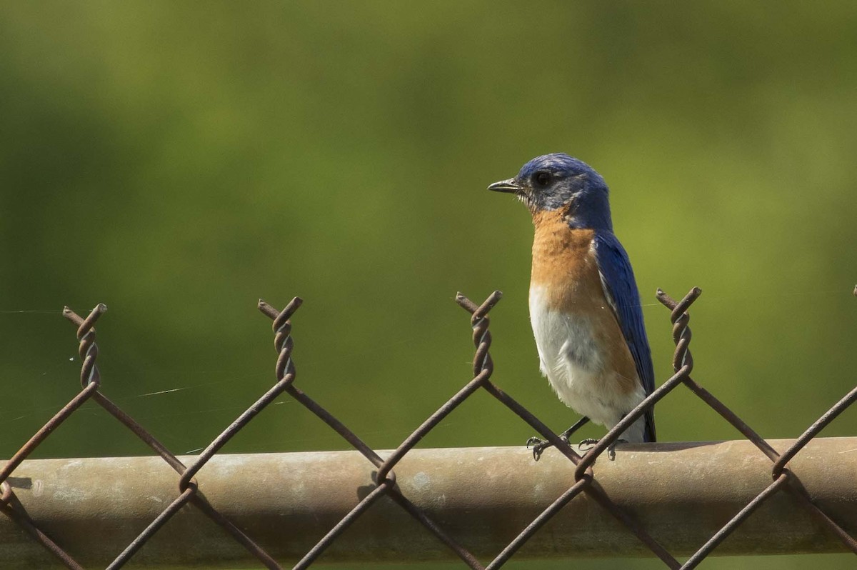 Eastern Bluebird - ML619569513