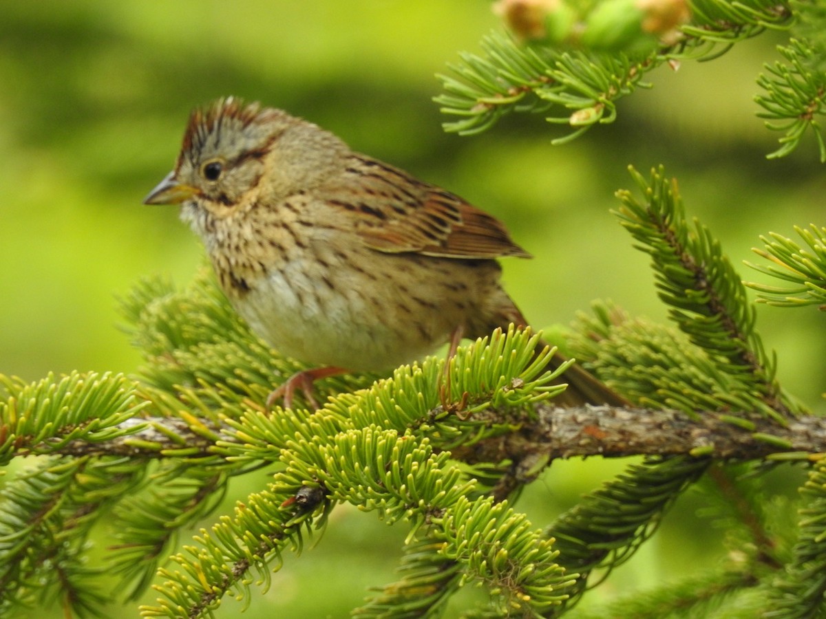 Lincoln's Sparrow - ML619569516