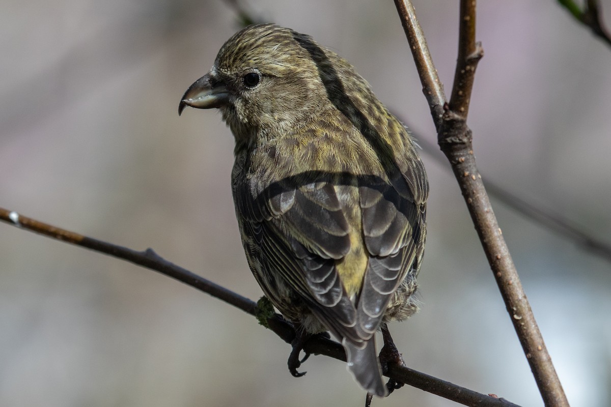 Red Crossbill - Robin Corcoran