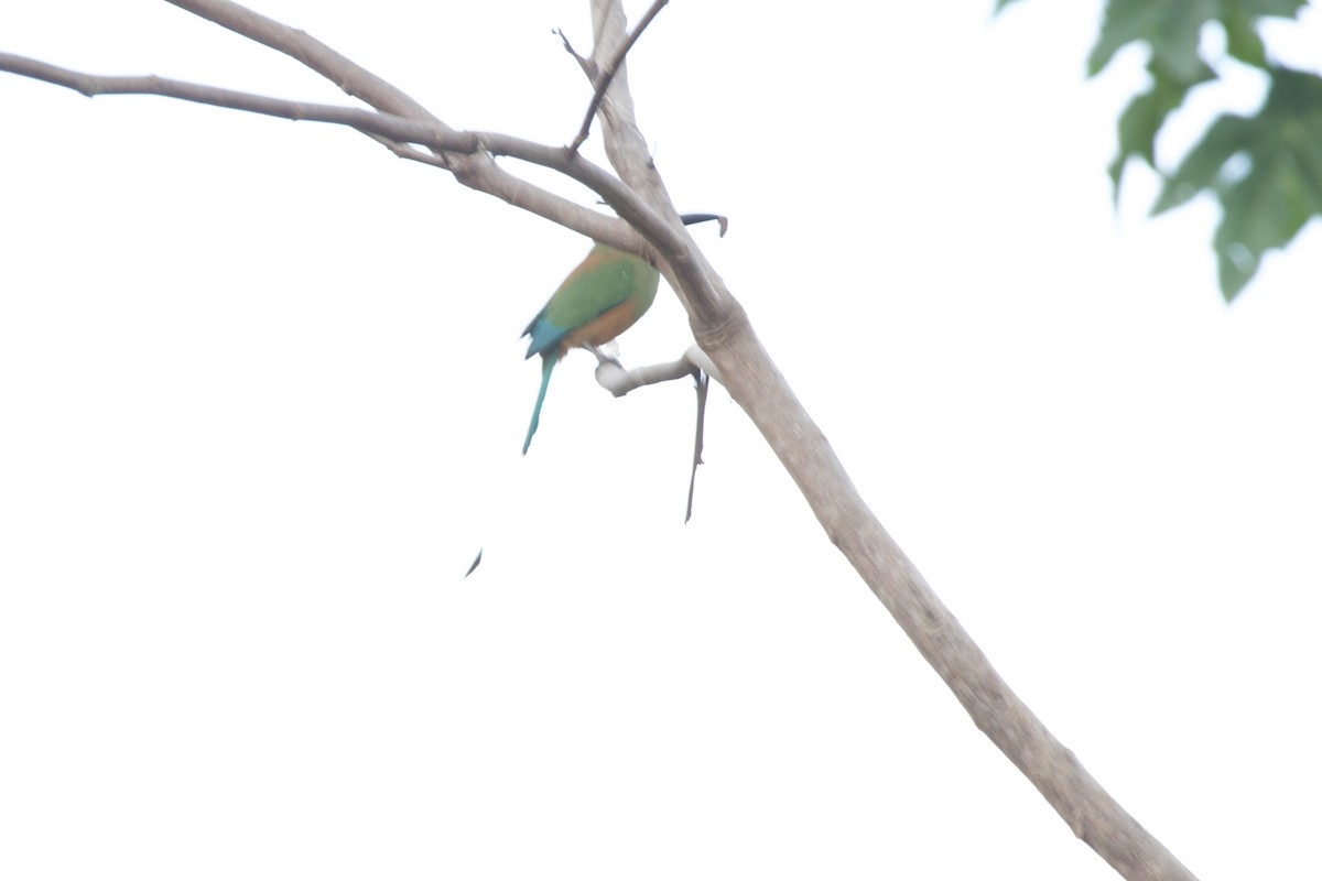 Turquoise-browed Motmot - allie bluestein