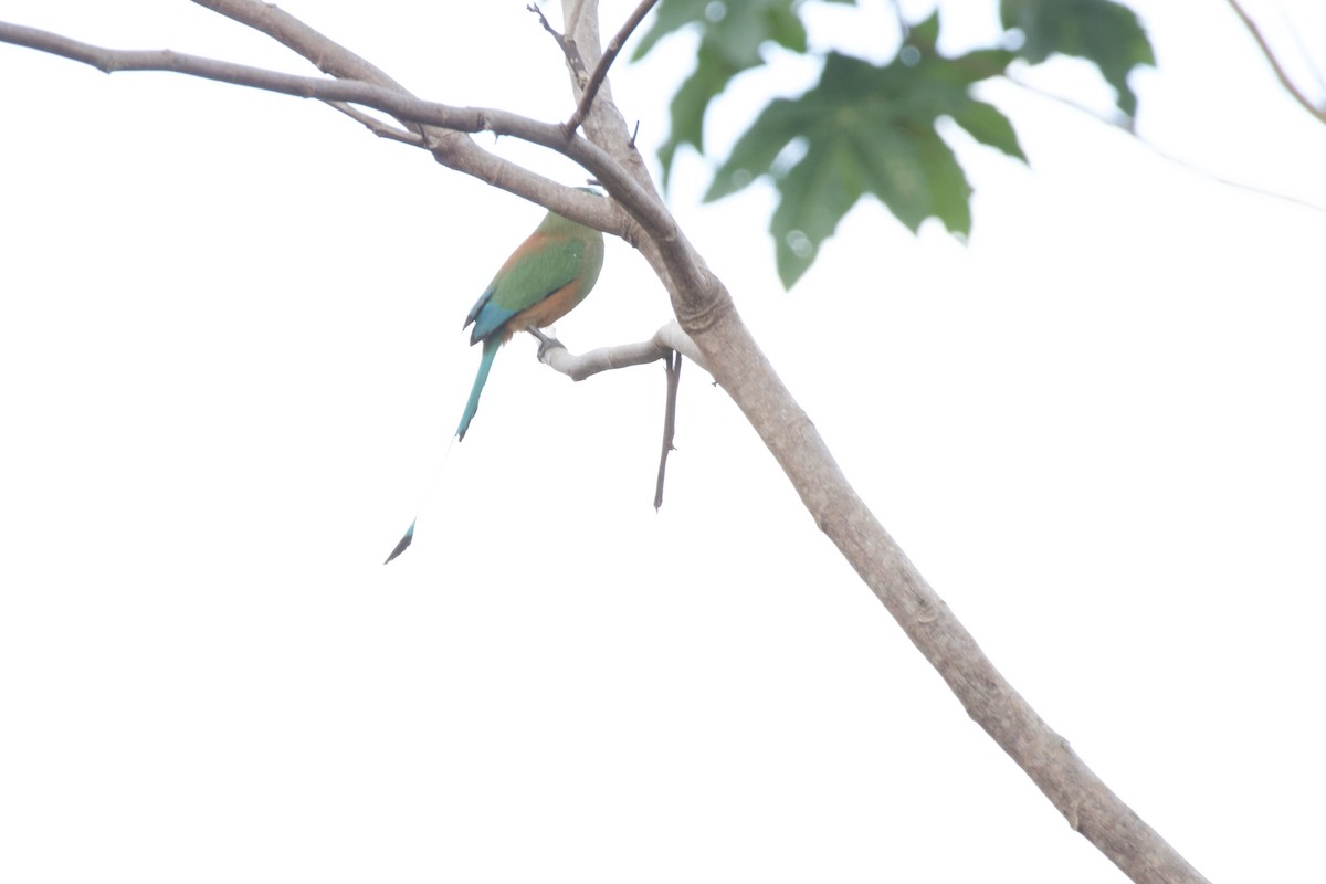 Turquoise-browed Motmot - allie bluestein