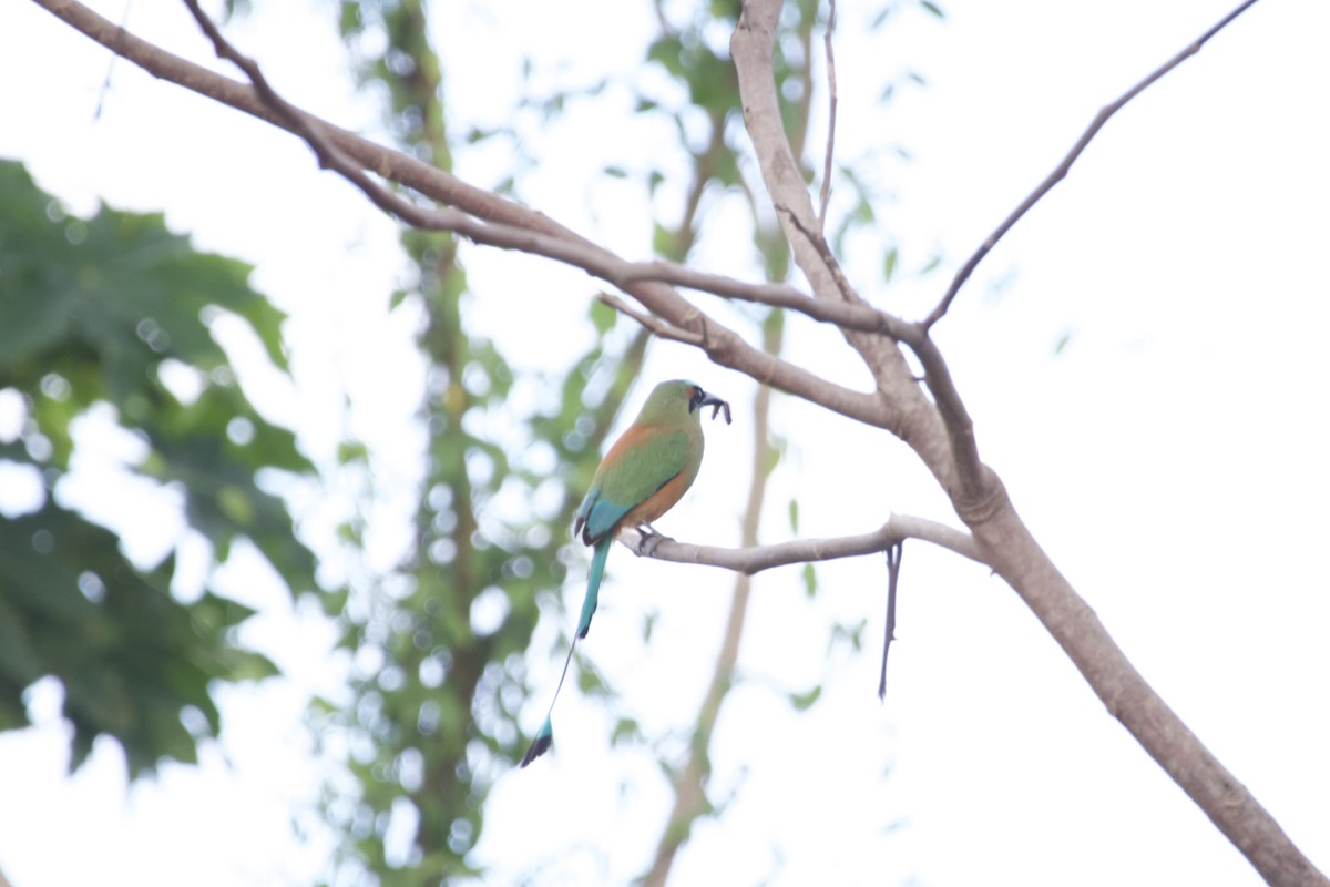 Turquoise-browed Motmot - allie bluestein