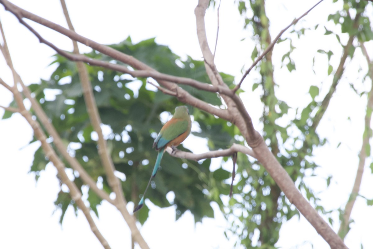 Turquoise-browed Motmot - allie bluestein