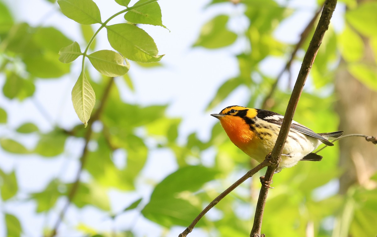 Blackburnian Warbler - Ezra H