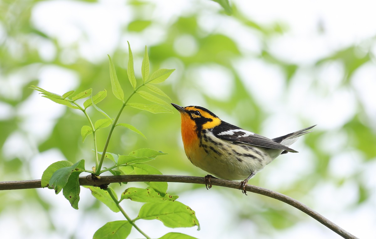 Blackburnian Warbler - Ezra H