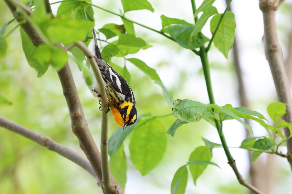 Blackburnian Warbler - Ezra H