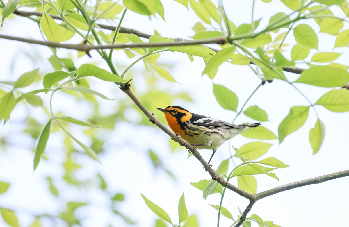 Blackburnian Warbler - Ezra H