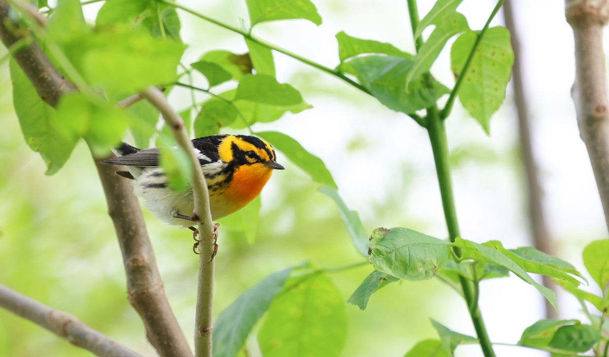 Blackburnian Warbler - Ezra H