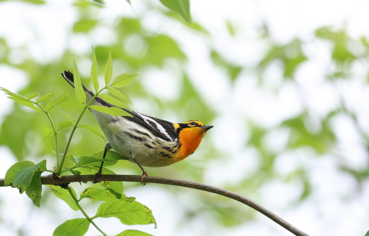 Blackburnian Warbler - Ezra H