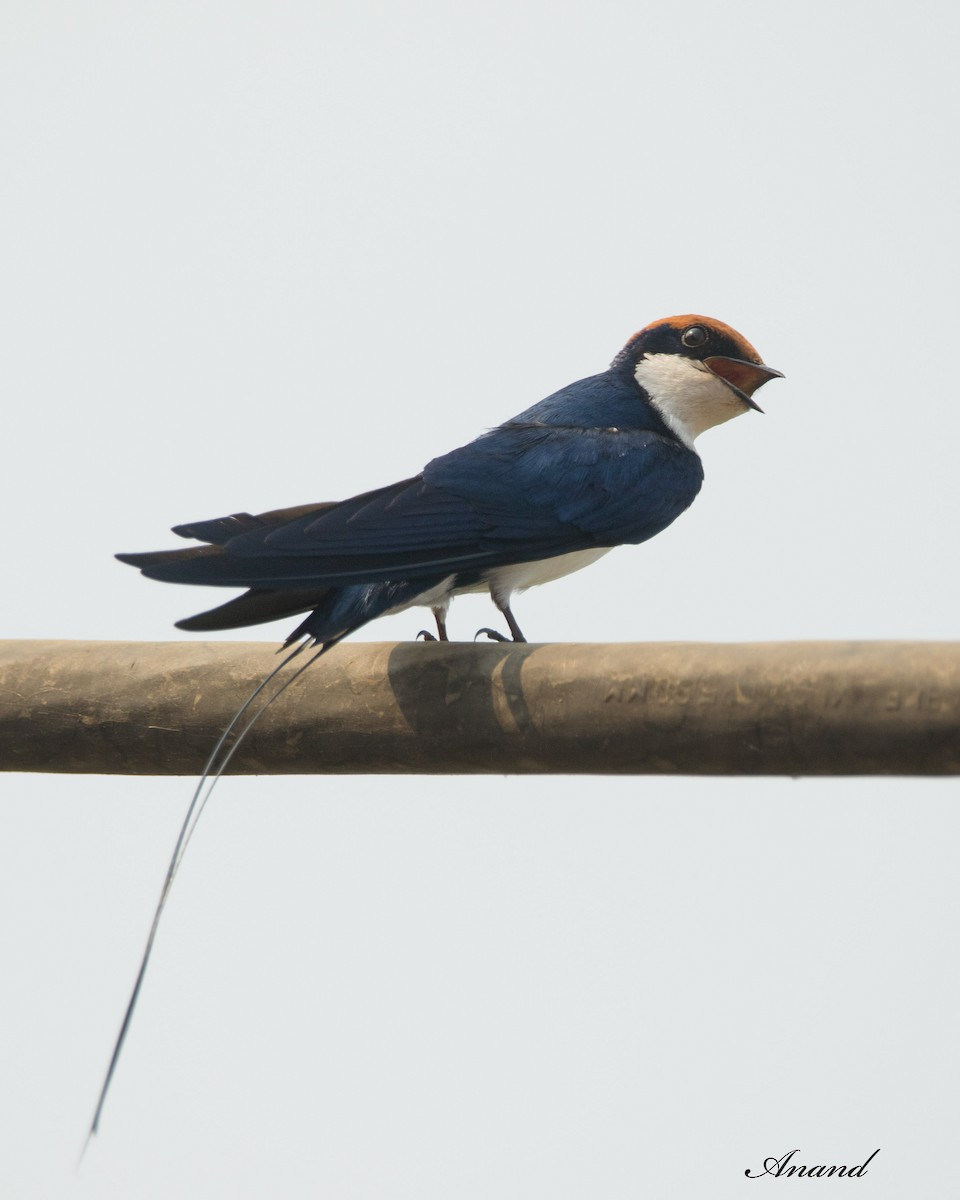 Wire-tailed Swallow - Anand Singh