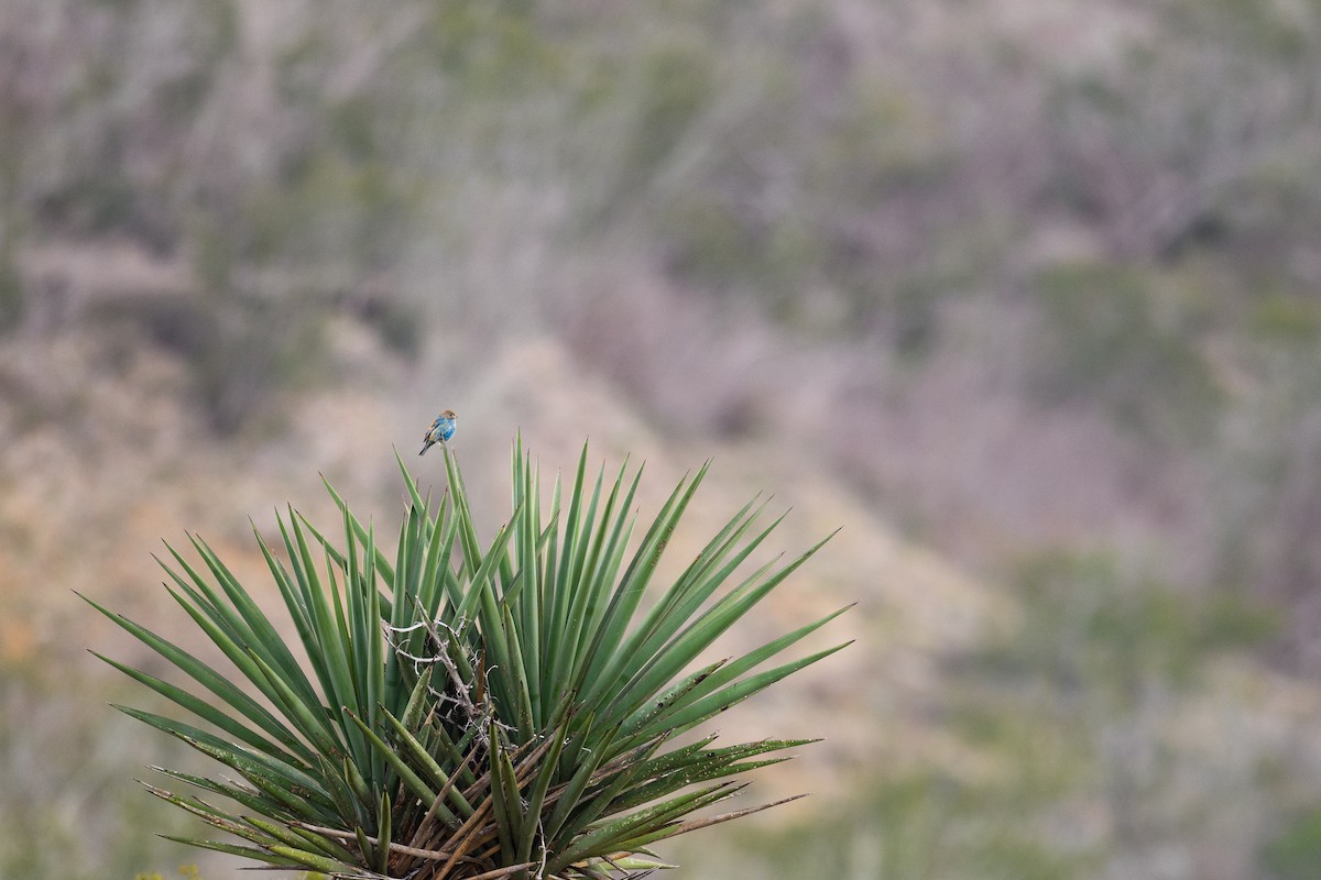 Indigo Bunting - Emma Price