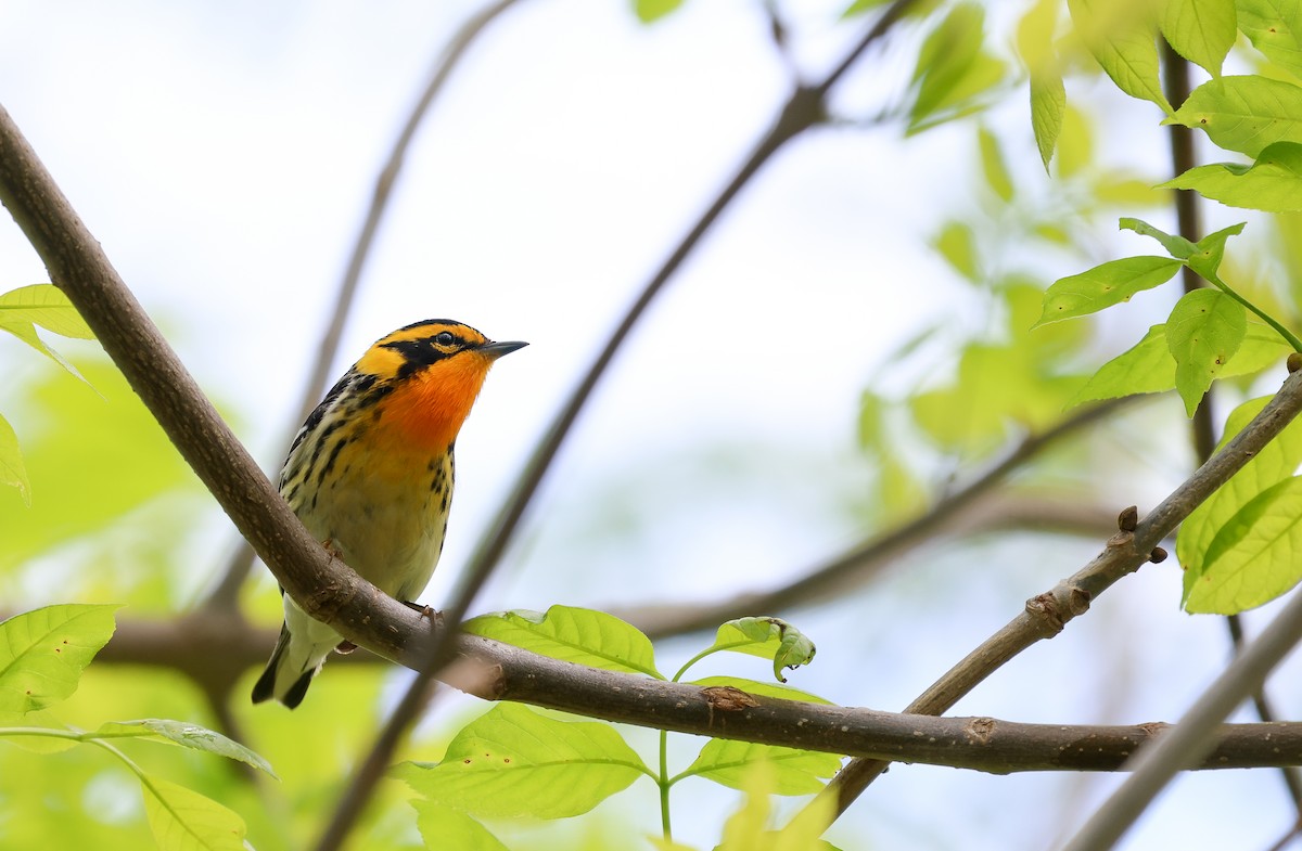 Blackburnian Warbler - Ezra H