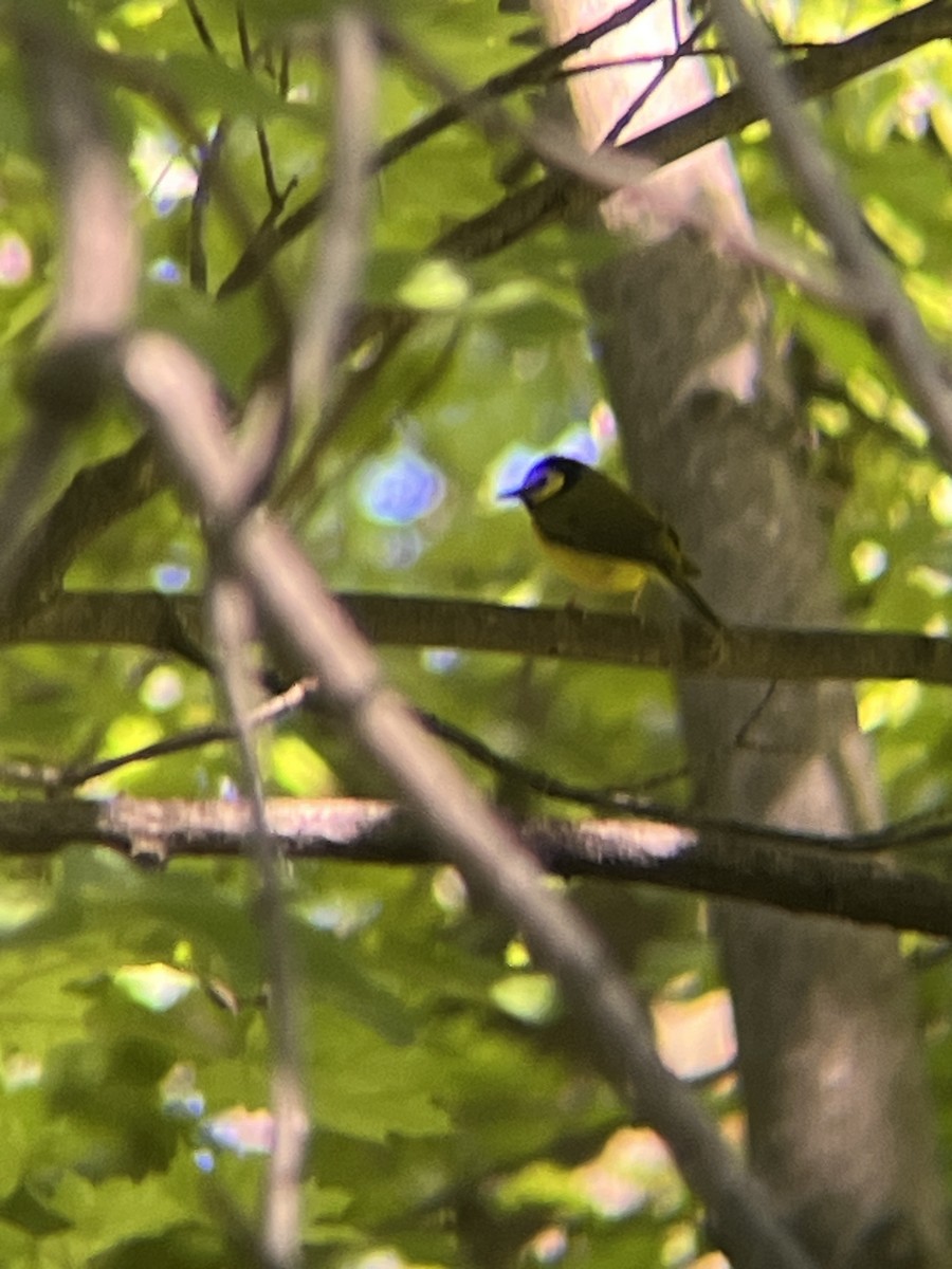 Hooded Warbler - Sammy Cabindol