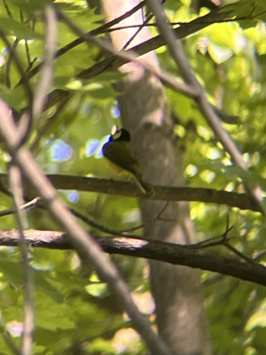 Hooded Warbler - Sammy Cabindol