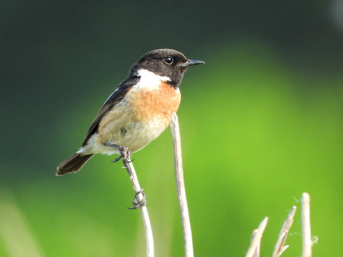 European Stonechat - Martin Rheinheimer