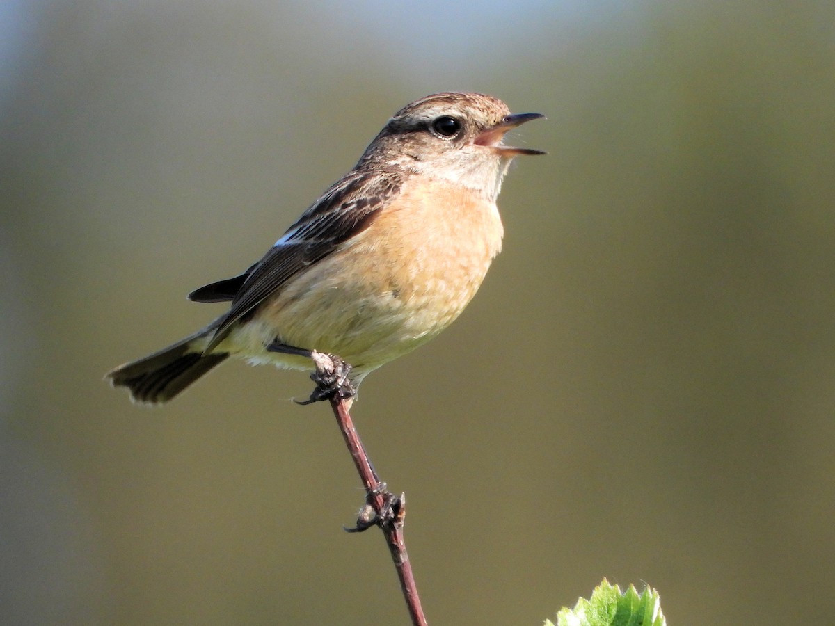 European Stonechat - Martin Rheinheimer