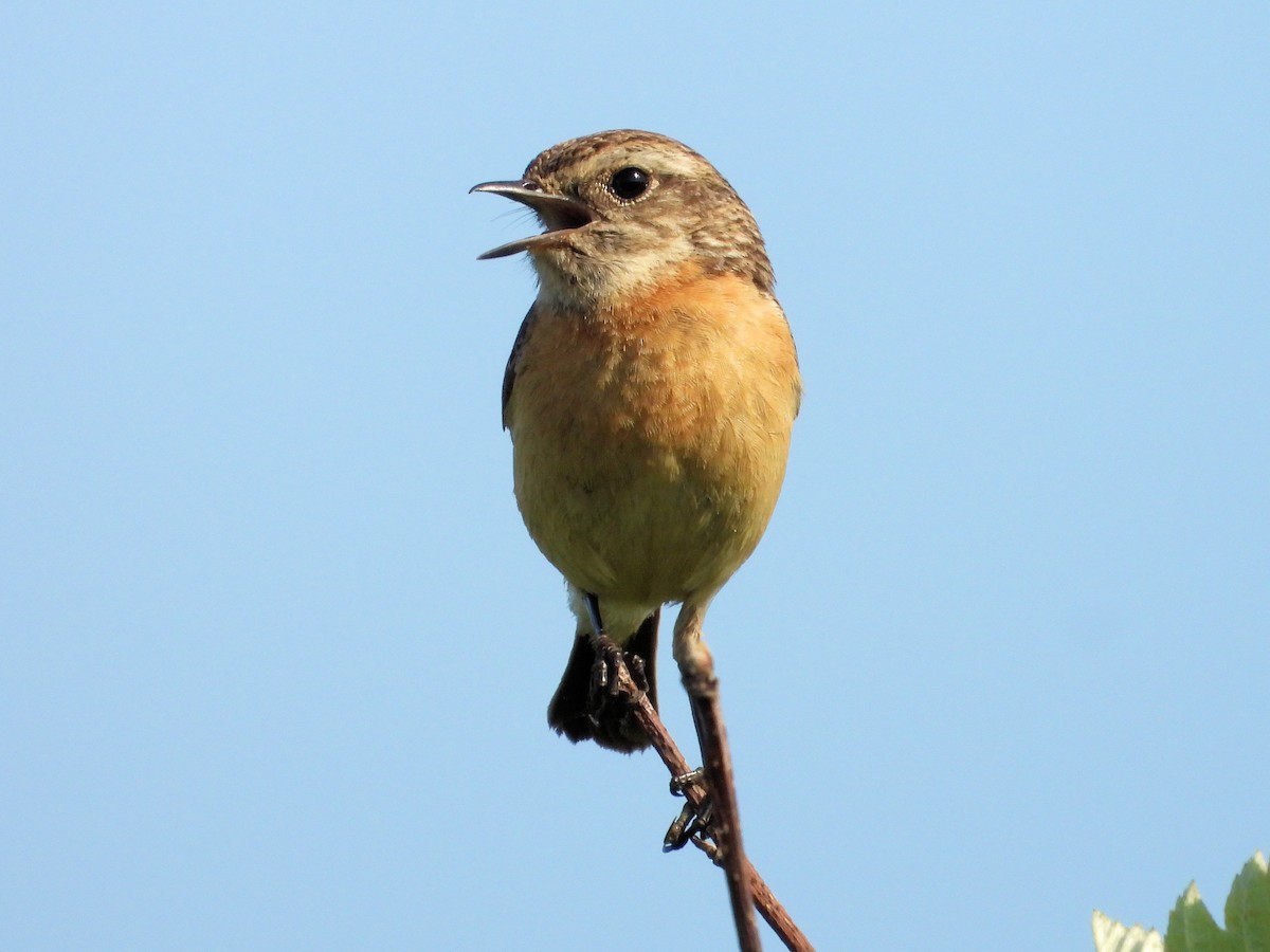 European Stonechat - Martin Rheinheimer