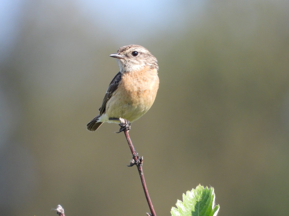 European Stonechat - Martin Rheinheimer