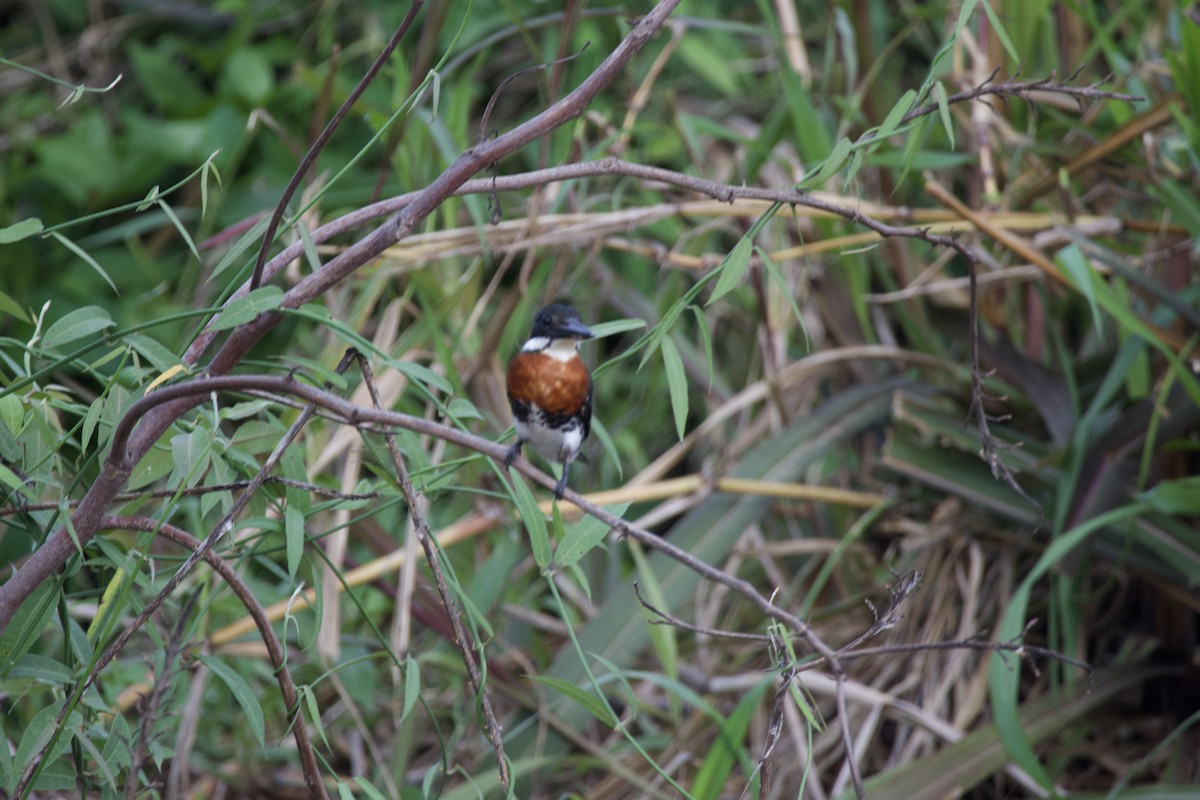 Green Kingfisher - allie bluestein