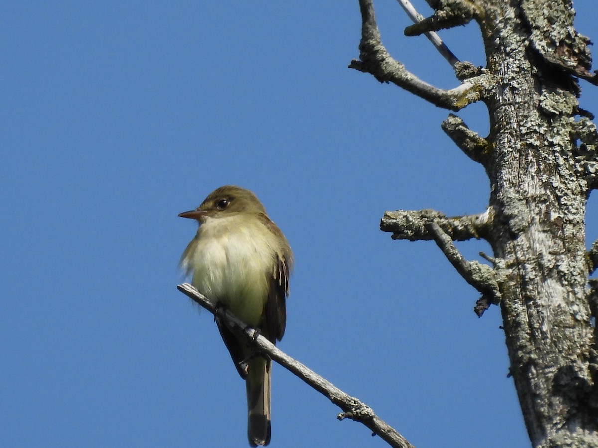 Alder Flycatcher - Annik Paquet