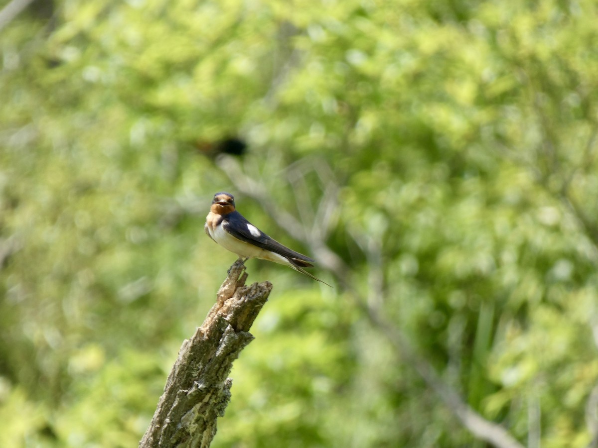 Barn Swallow - Miguel Albornoz