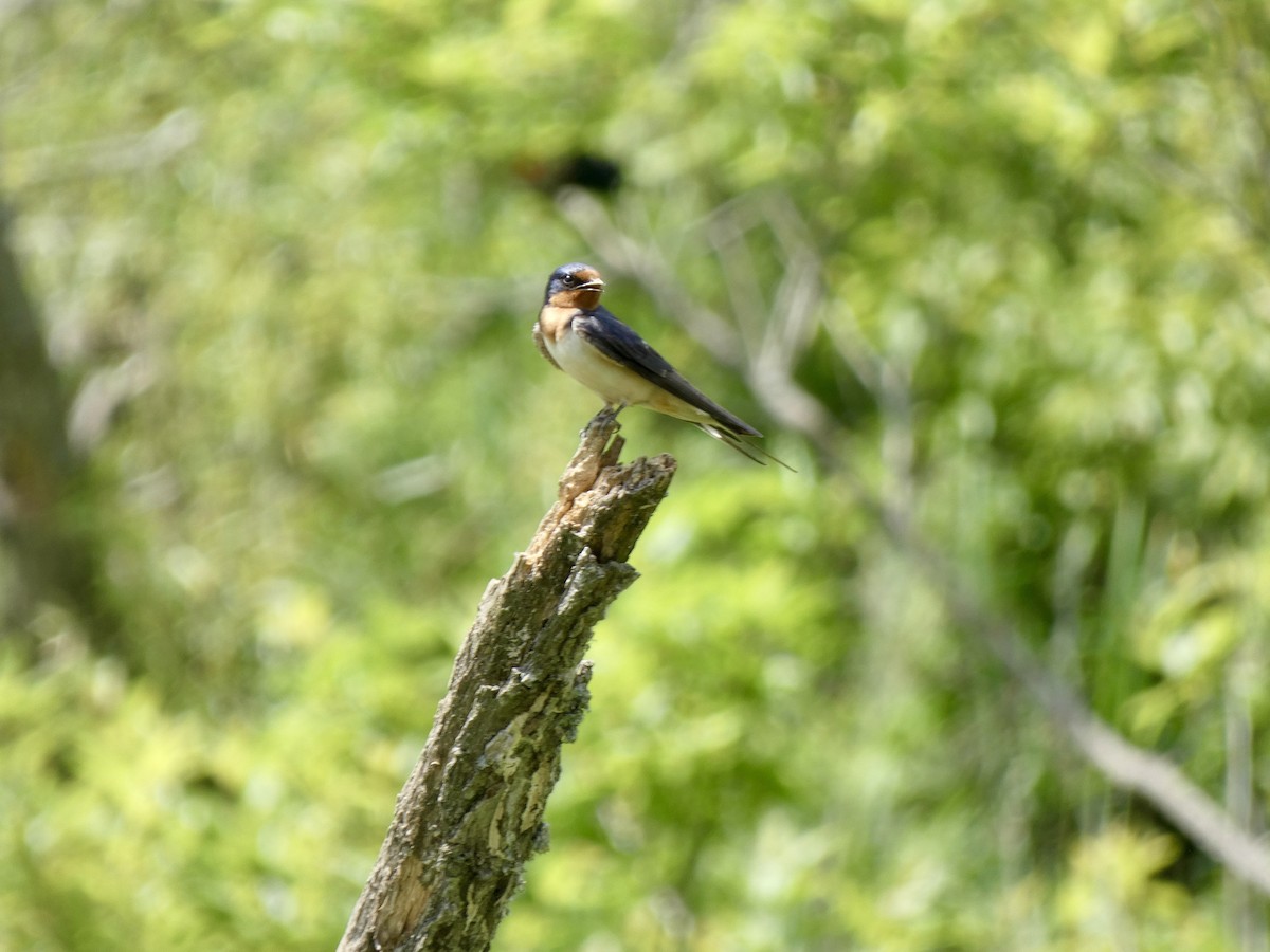 Barn Swallow - ML619569582