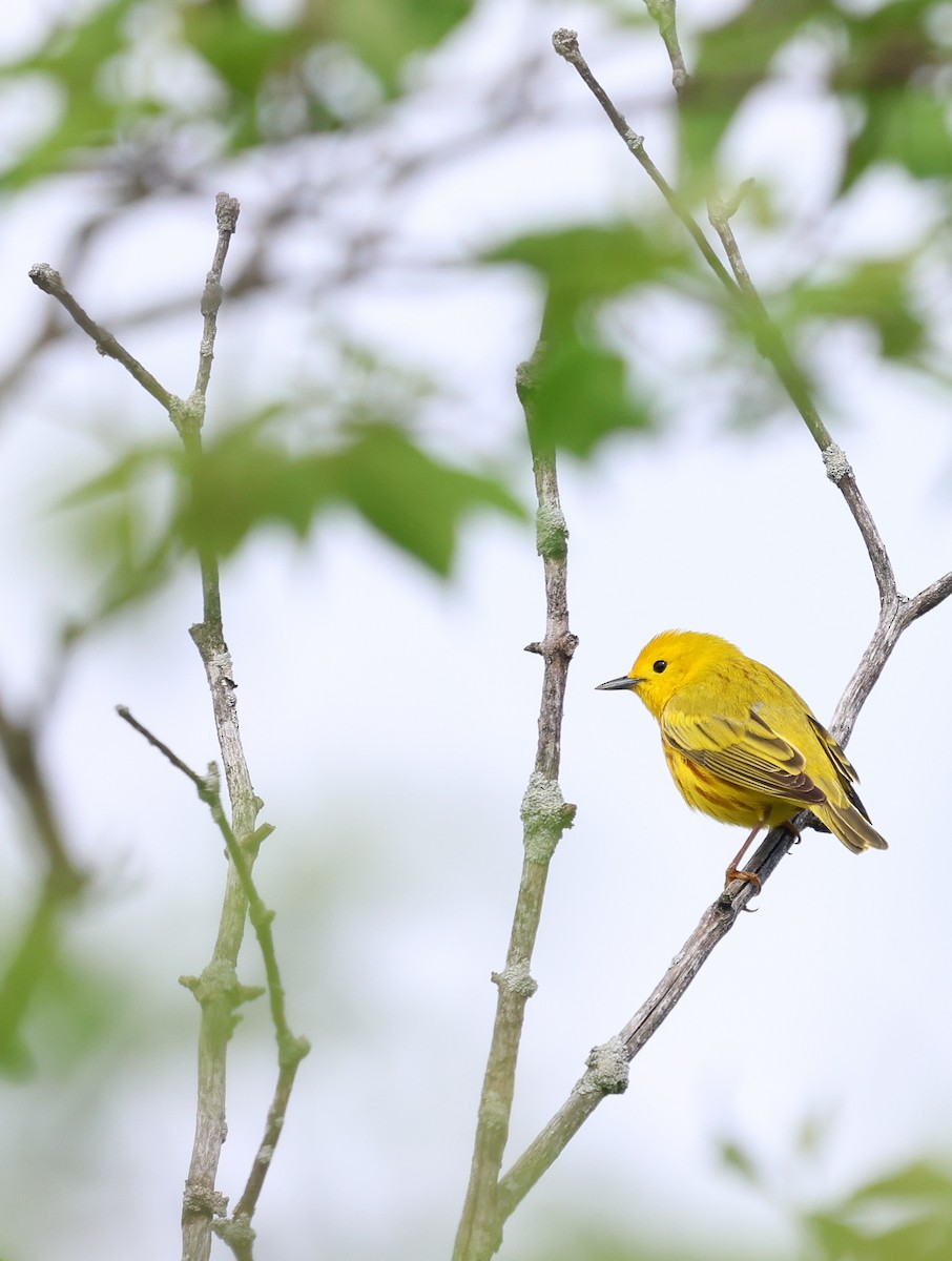 Yellow Warbler - Ezra H