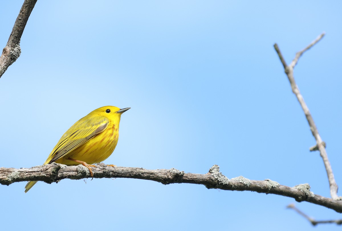 Yellow Warbler - Ezra H