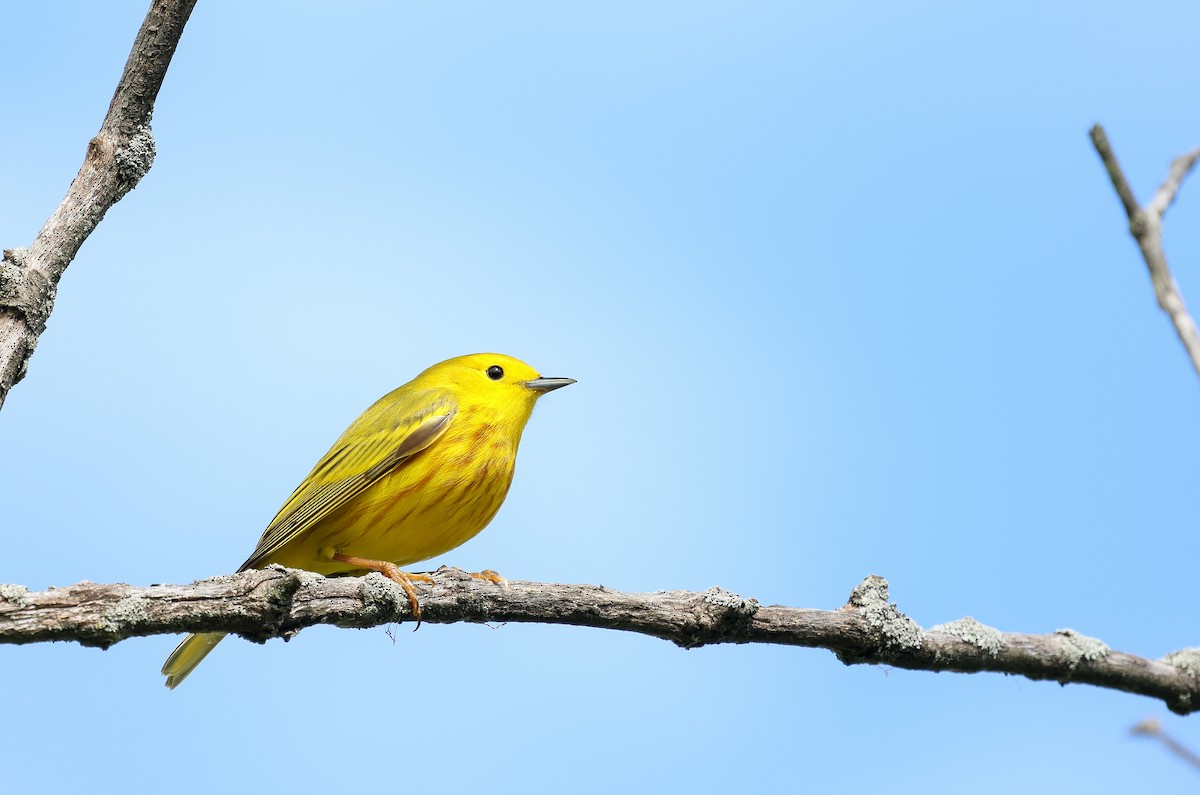 Yellow Warbler - Ezra H