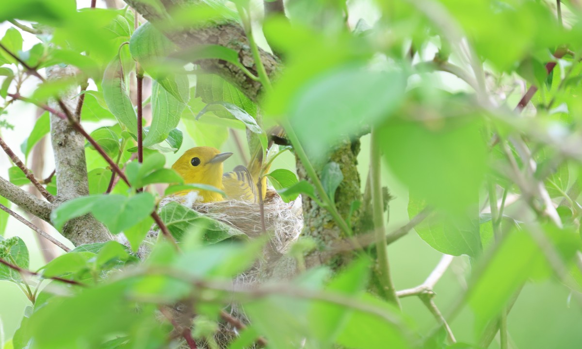 Yellow Warbler - Ezra H