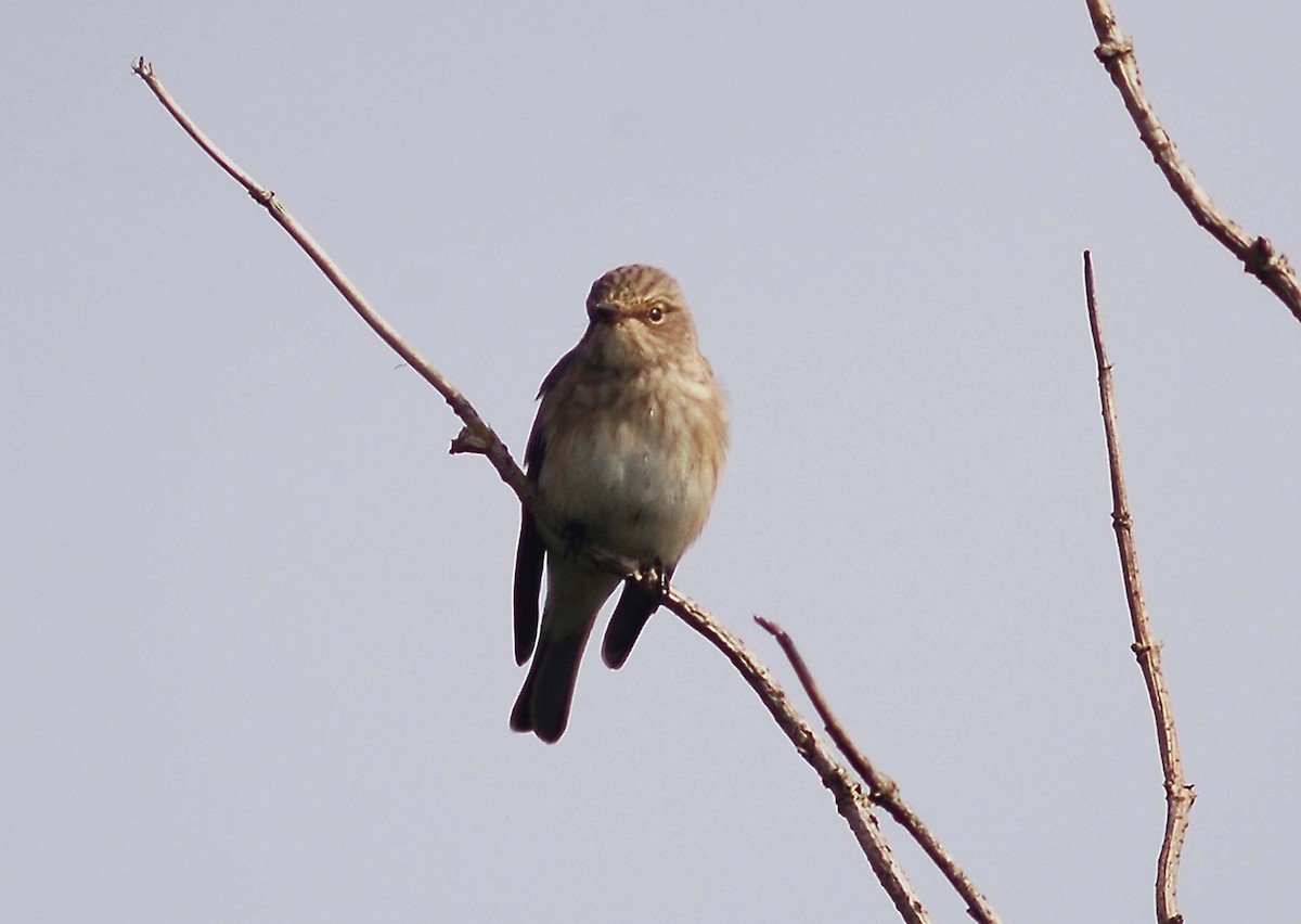 Spotted Flycatcher - Ray Scally