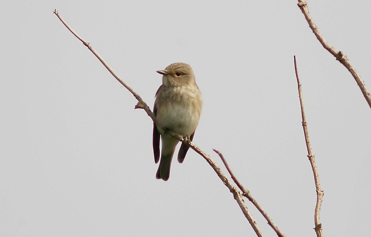 Spotted Flycatcher - Ray Scally