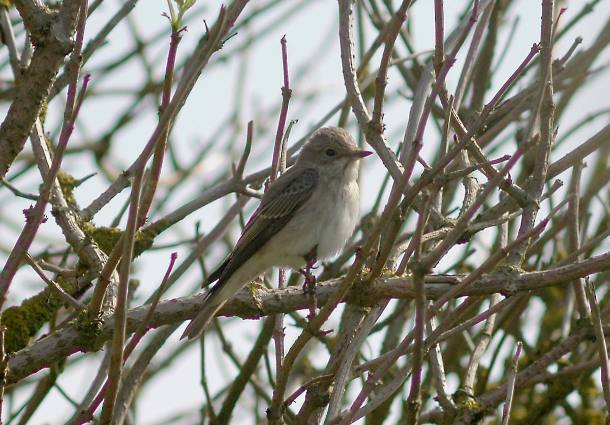 Spotted Flycatcher - Ray Scally