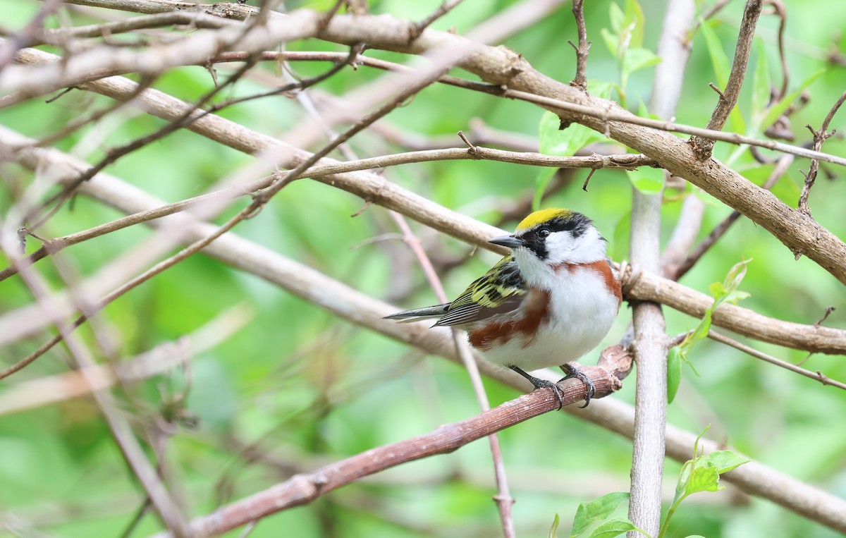 Chestnut-sided Warbler - Ezra H