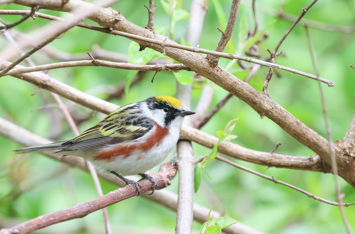 Chestnut-sided Warbler - Ezra H