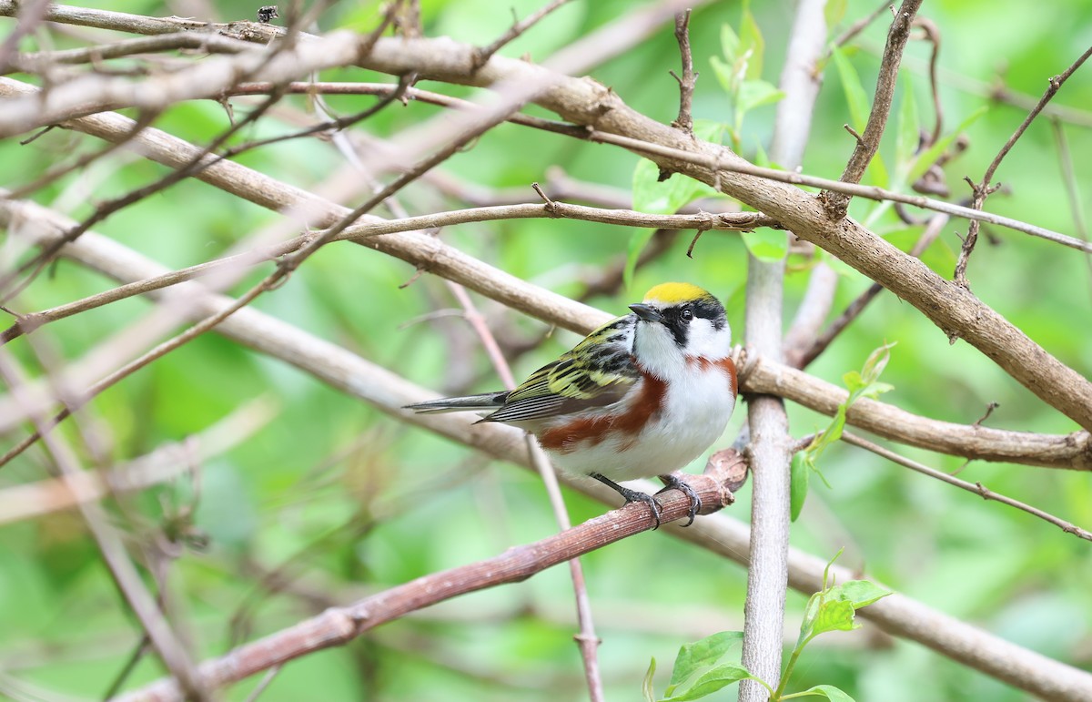 Chestnut-sided Warbler - Ezra H