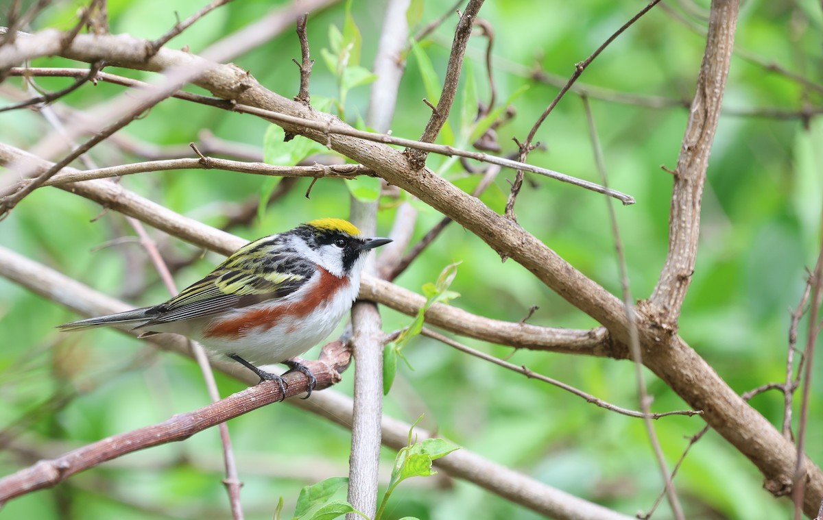 Chestnut-sided Warbler - Ezra H