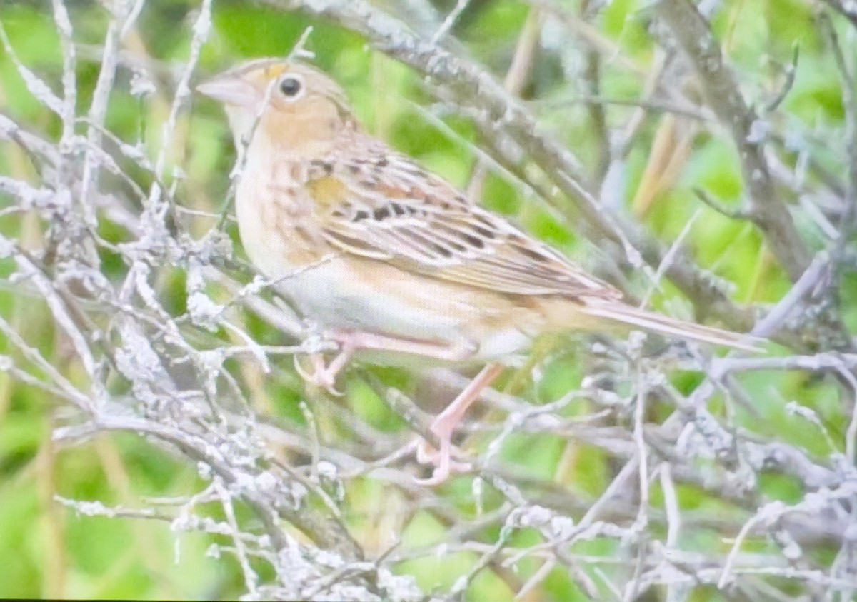 Grasshopper Sparrow - ML619569603